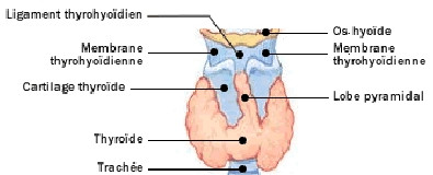 thyroidectomie-1